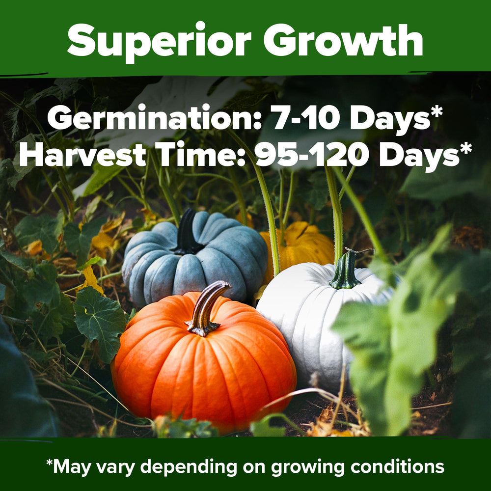 Casper seeds featuring white pumpkins for carving and desserts