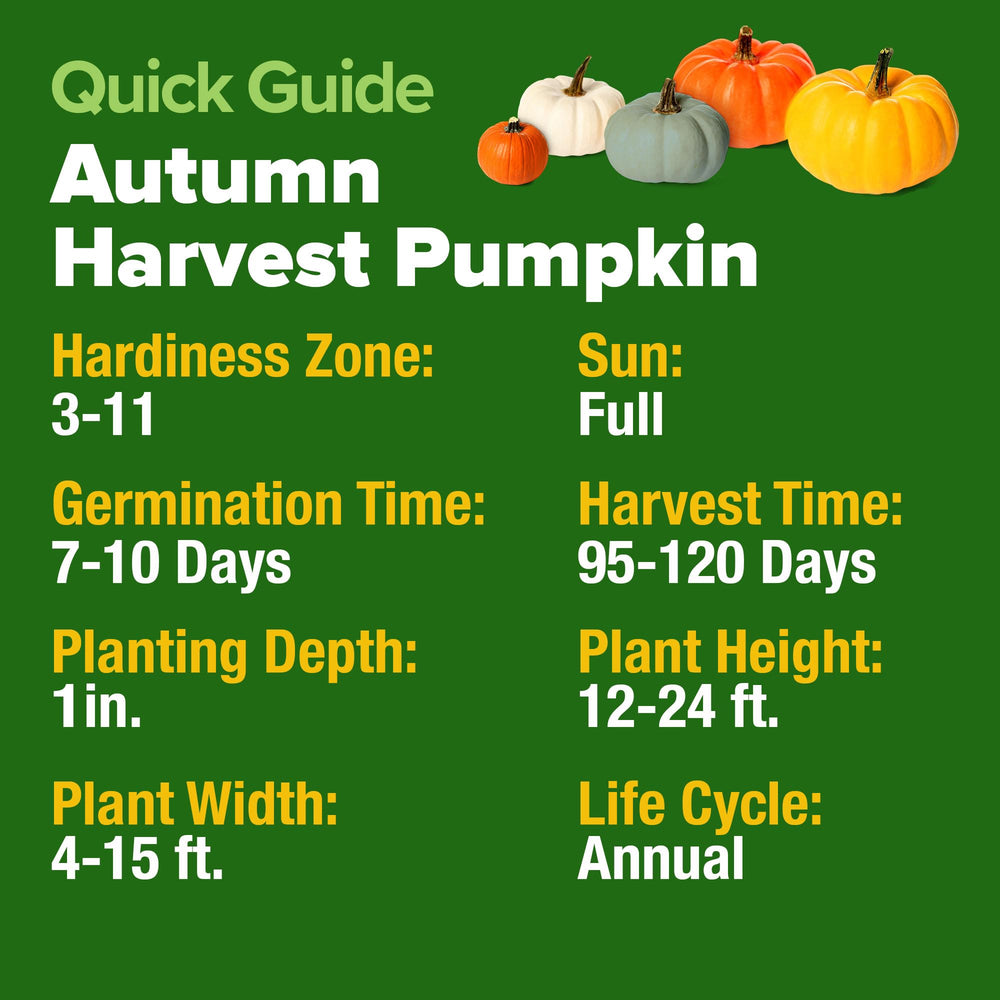 Connecticut Field pumpkin seeds for delicious flesh and classic jack-o'-lanterns