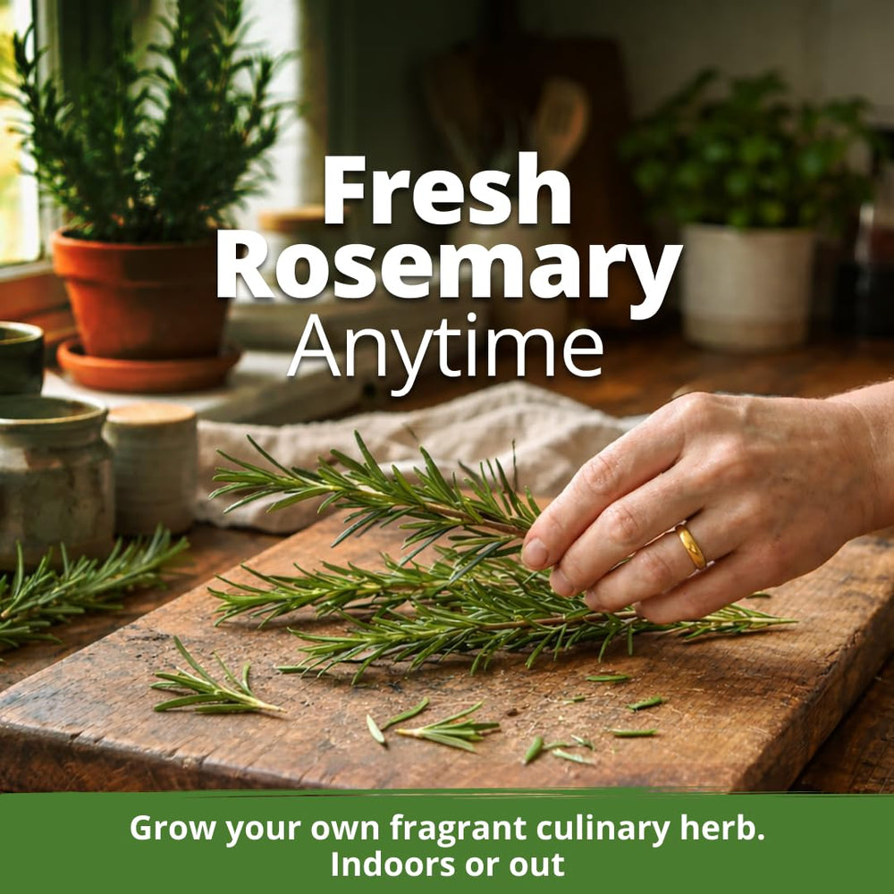 HOME GROWN rosemary seeds in an indoor garden, versatile growing options for space.