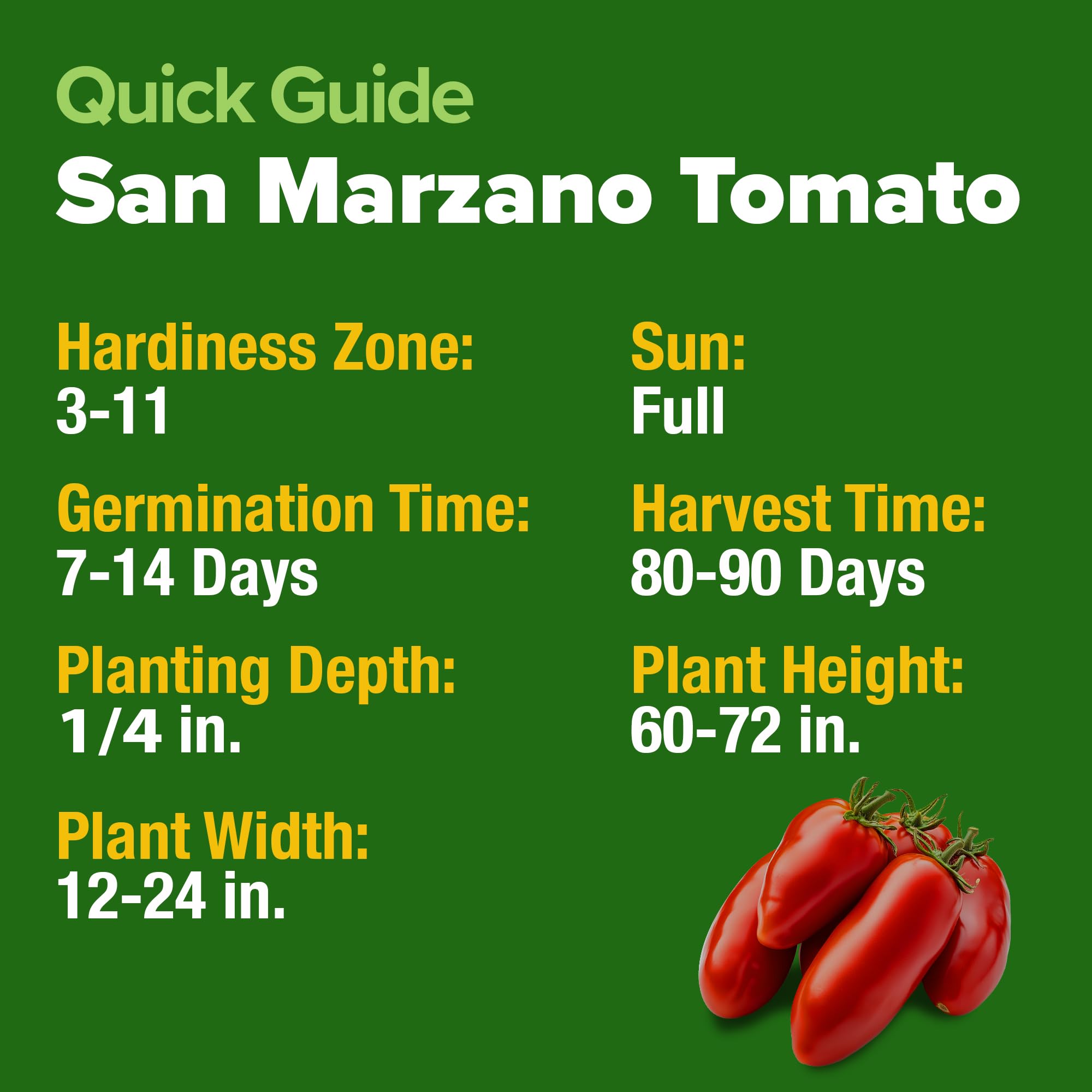 Meaty HOME GROWN San Marzano tomato close-up, few seeds, ideal for thick sauces.