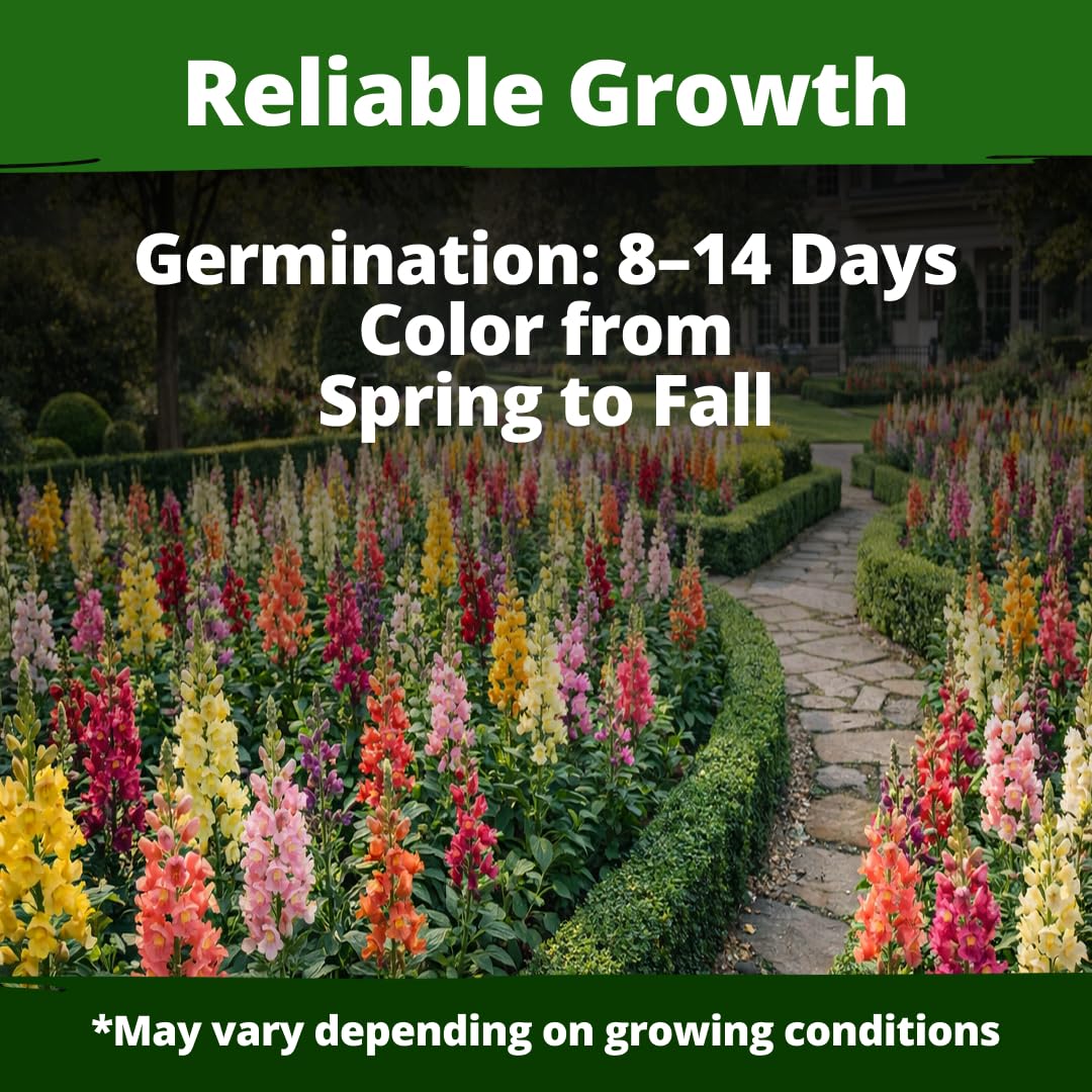 Home Grown Snapdragon Tetra royal colors flowers, vibrant hues for striking garden focal points