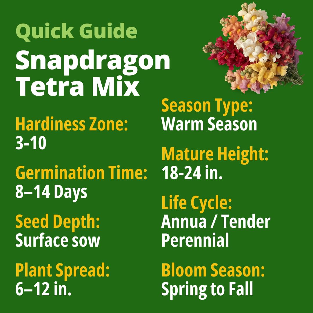 Home Grown Snapdragon Tetra vertical display for borders and containers, dramatic garden statement