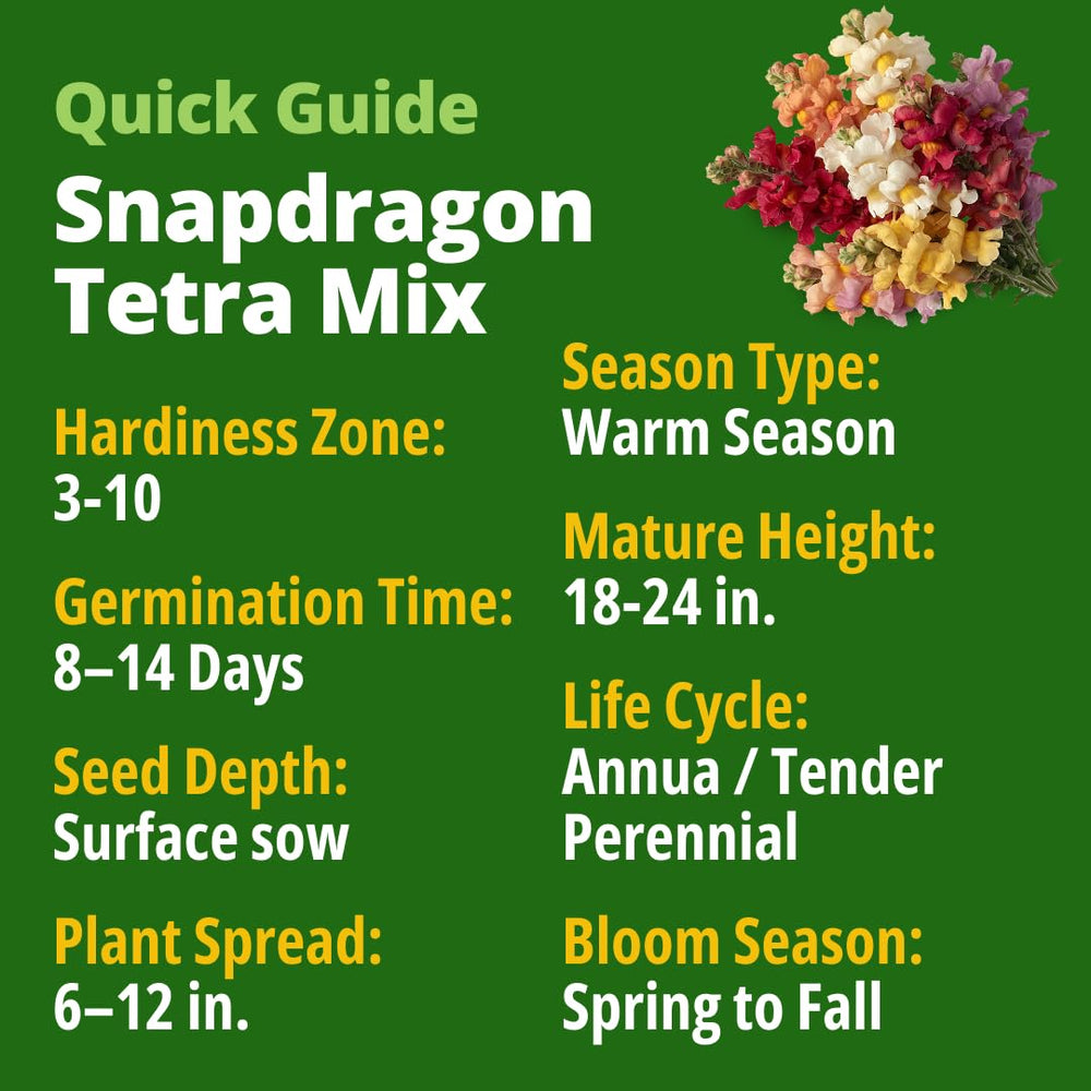 Home Grown Snapdragon Tetra vertical display for borders and containers, dramatic garden statement