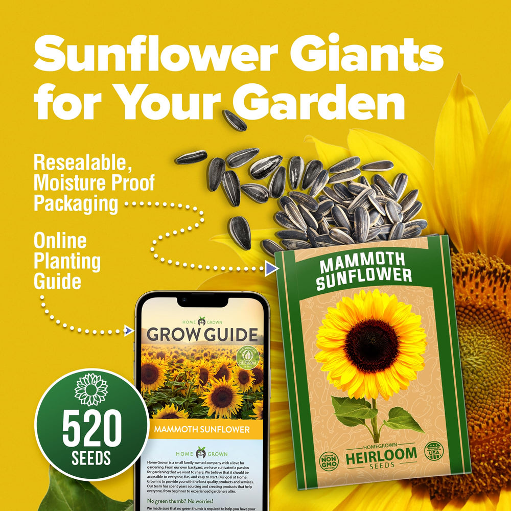 HOME GROWN sunflower seeds giant head 14 inches, ideal for dramatic garden focal points.