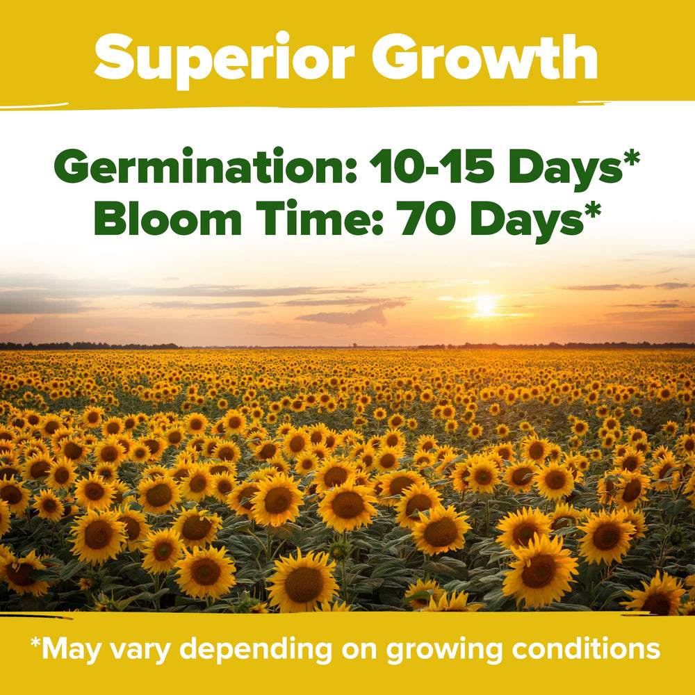 HOME GROWN mammoth heads attract pollinators, boosting garden biodiversity with bright blooms.