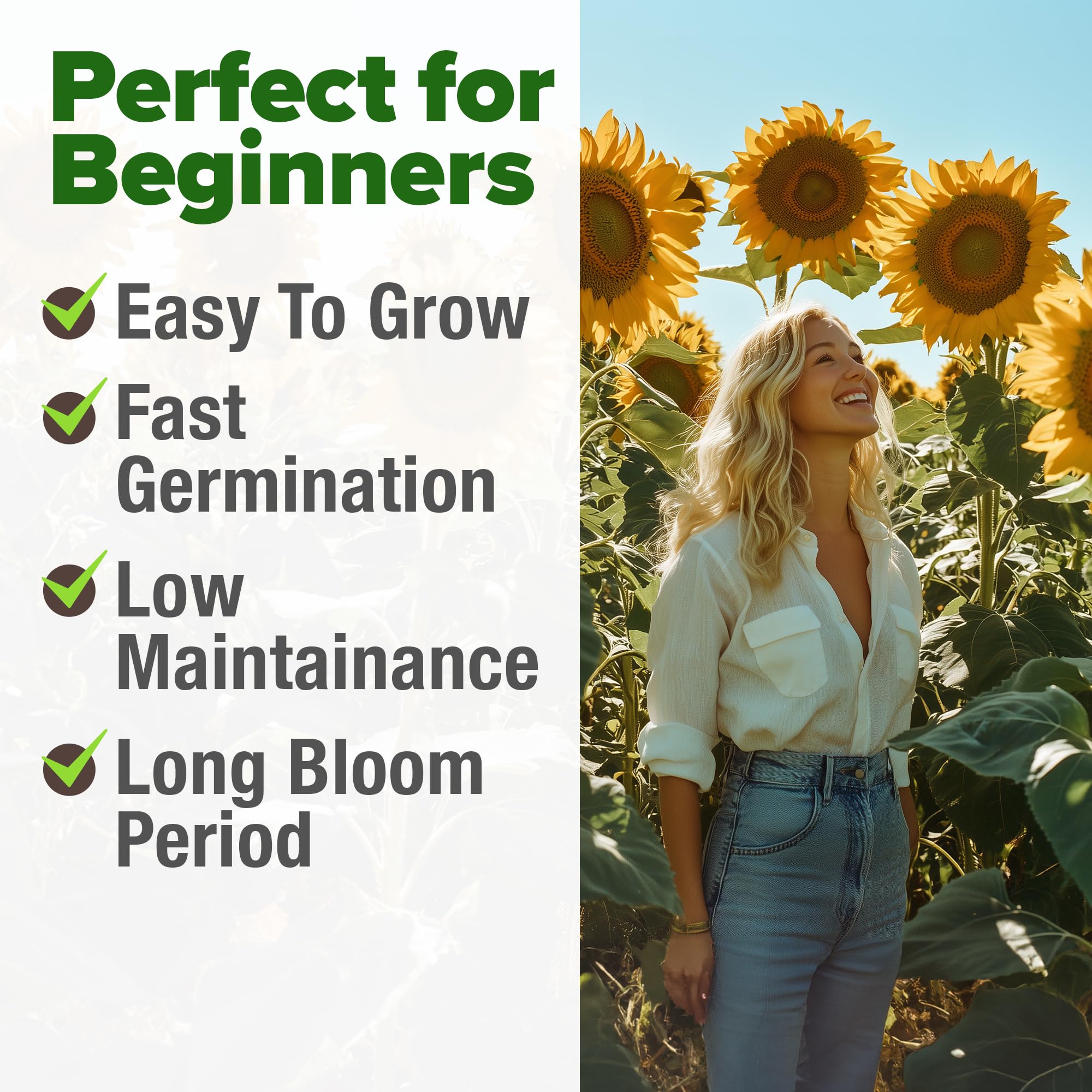 HOME GROWN sunflowers provide a natural privacy screen when planted in tall rows.