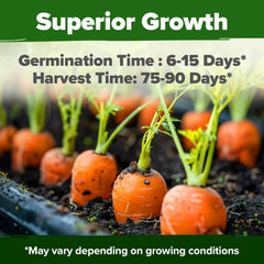 HOME GROWN Tendersweet Carrots Seeds closeup of tiny seeds suitable for uniform germination