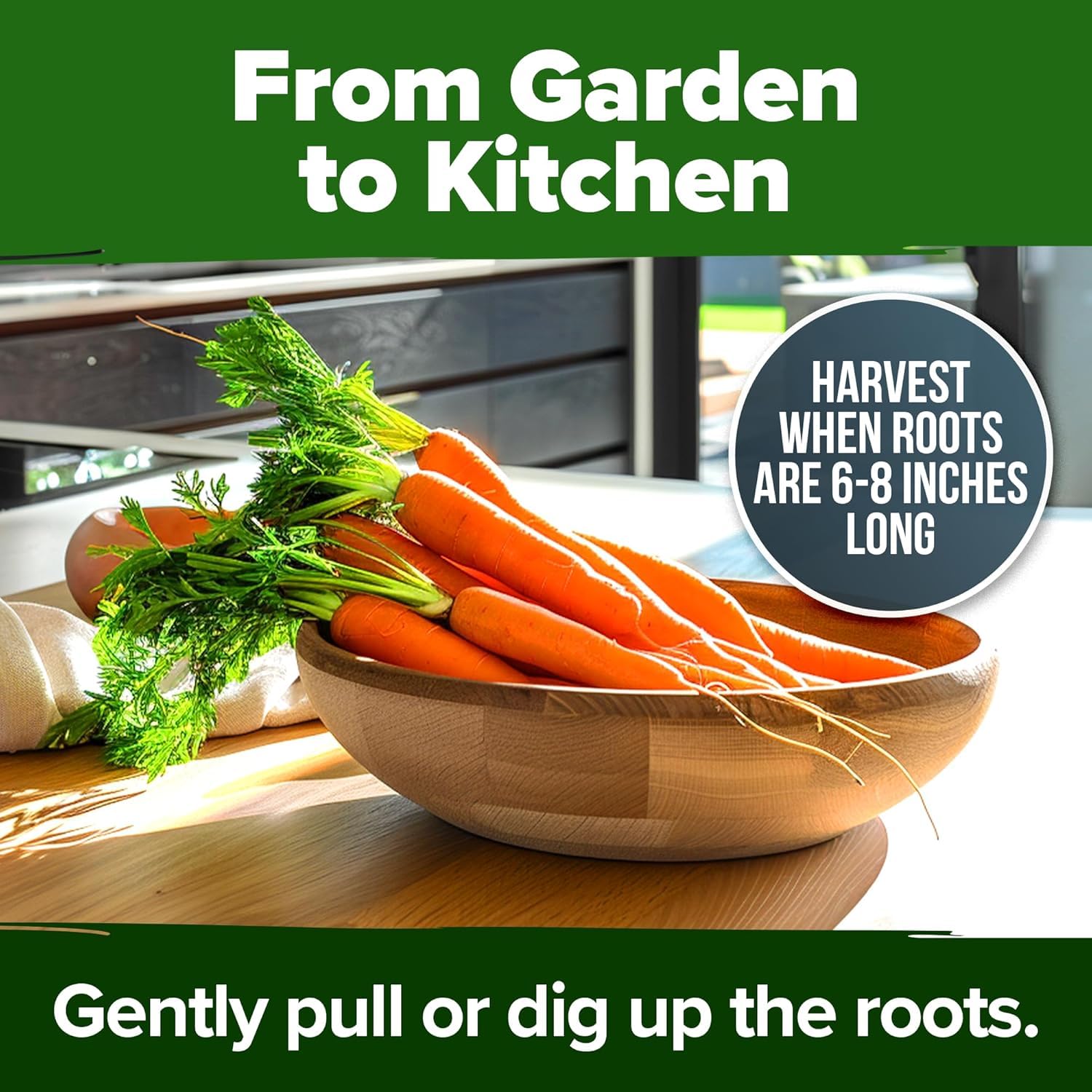 HOME GROWN Tendersweet Carrots Seeds garden bed shot suggesting raised beds and deep soil strategy