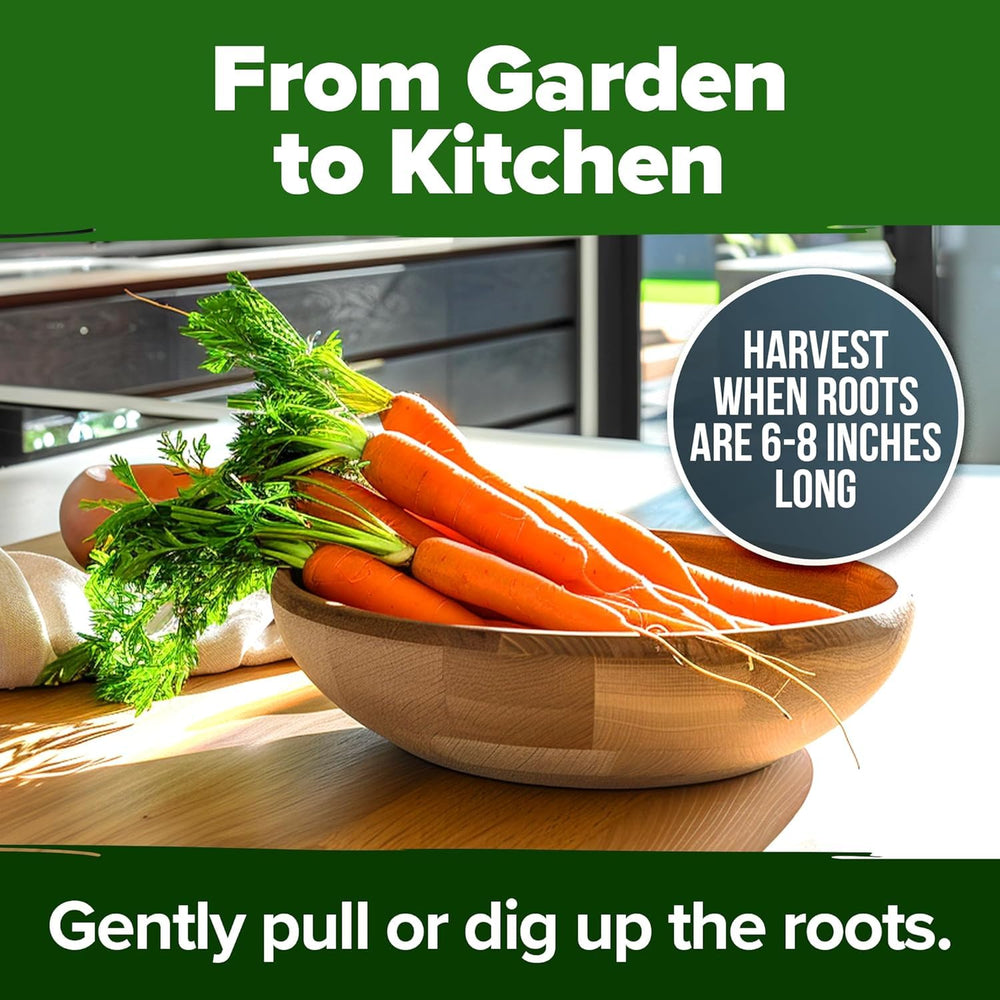 HOME GROWN Tendersweet Carrots Seeds garden bed shot suggesting raised beds and deep soil strategy