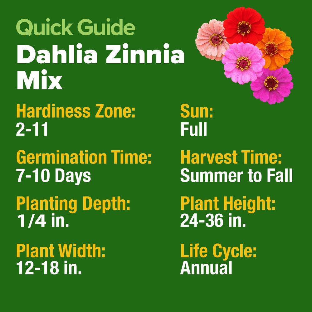 HOME GROWN USA Zinnia Dahlia seeds pack borders and containers ready for garden displays