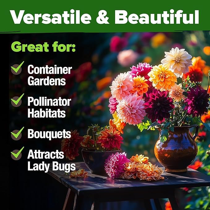 HOME GROWN USA Zinnia Dahlia seeds pack cut flowers with long vase life for arrangements