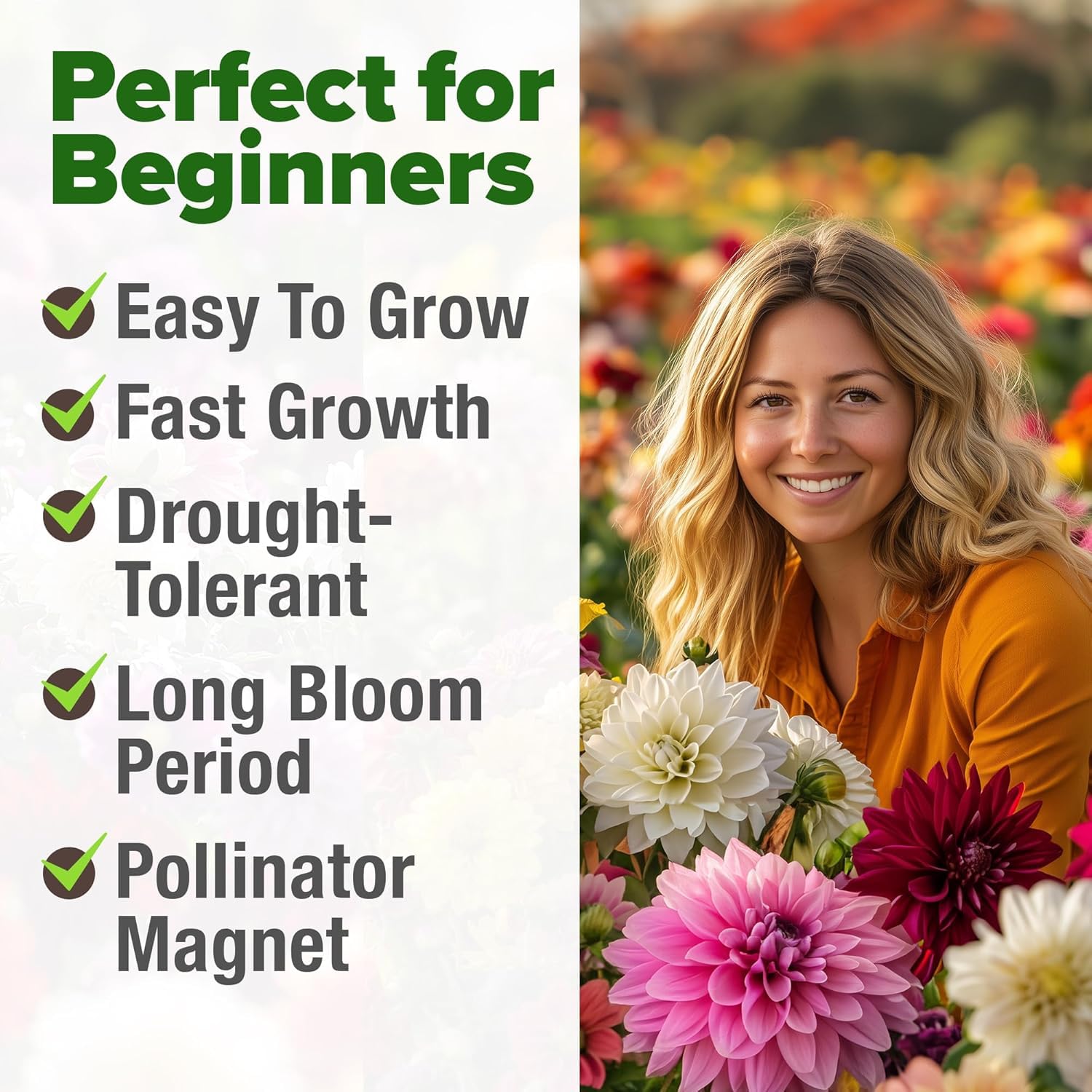 HOME GROWN USA Zinnia Dahlia seeds pack attracts pollinators like butterflies and bees