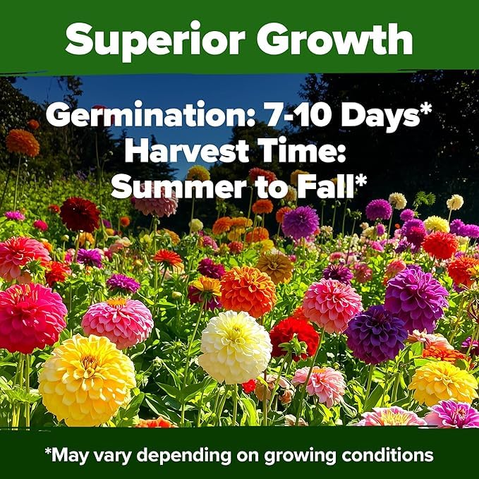 HOME GROWN USA Zinnia Dahlia seeds germination close-up suggesting fast growth and beginner-friendly care