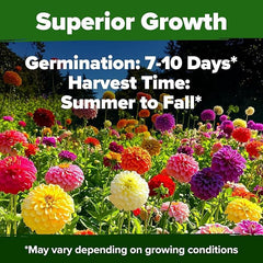 HOME GROWN USA Zinnia Dahlia seeds germination close-up suggesting fast growth and beginner-friendly care