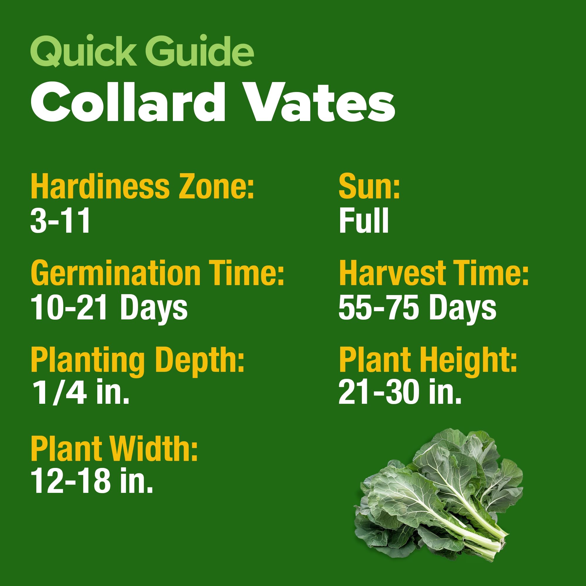 Frost-kissed leaves from collards grown with HOME GROWN seeds