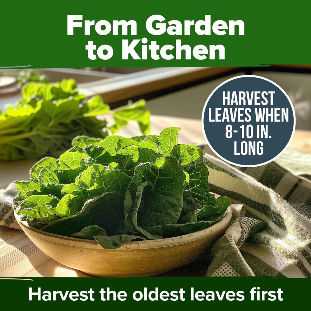 Fresh leaves from HOME GROWN Vates Collards, ready for cooking
