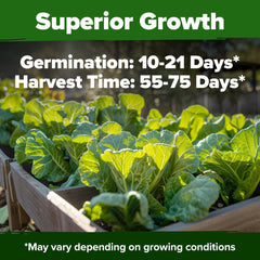 HOME GROWN Vates Collard Seeds package with clear planting guide