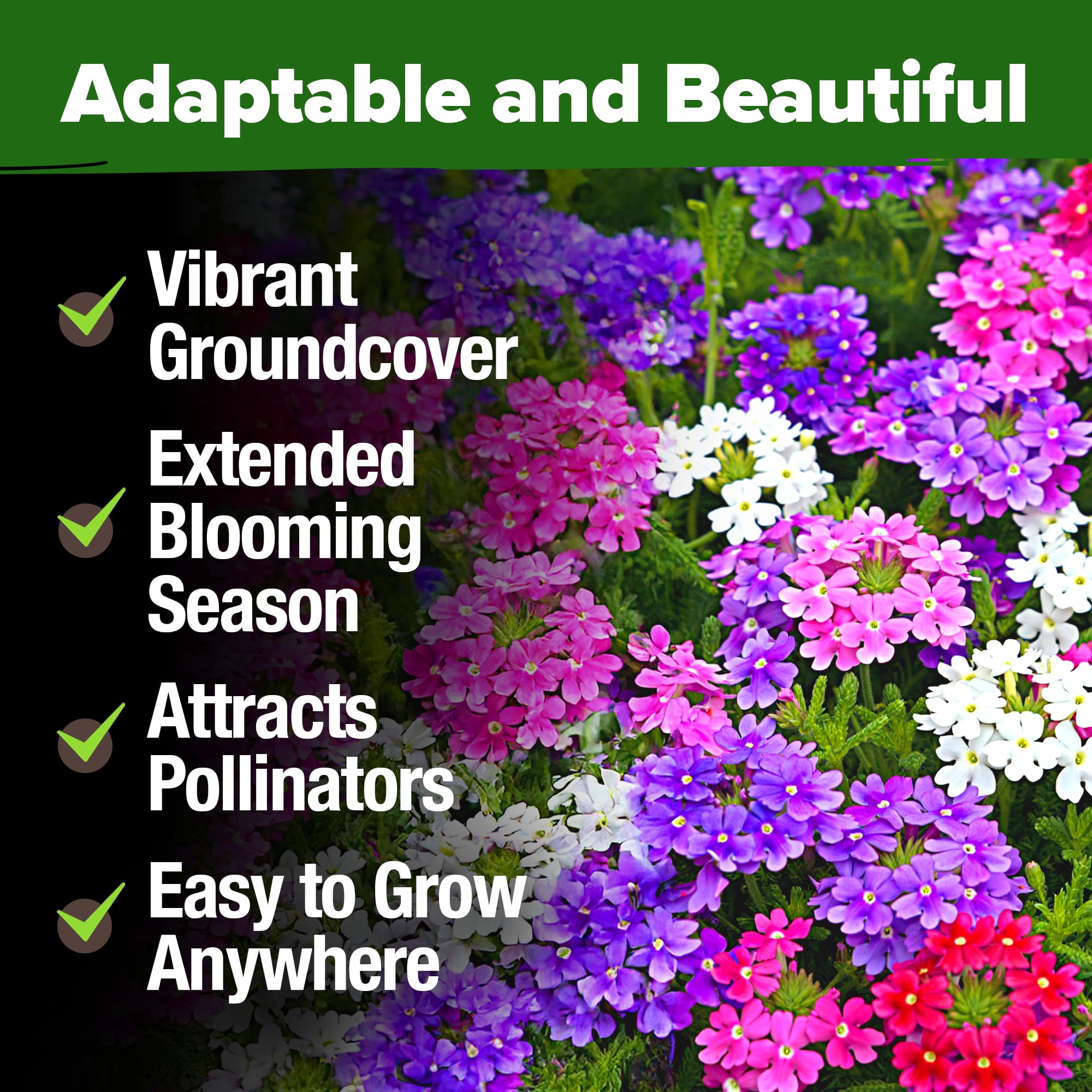 Heat-tolerant HOME GROWN Verbena Moss thriving in warm conditions