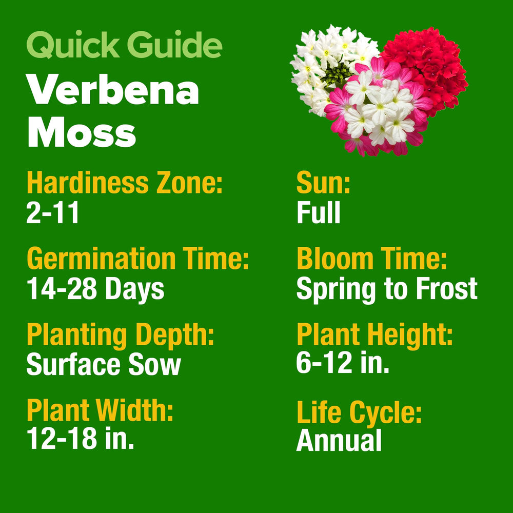 Pollinators visiting HOME GROWN Verbena Moss blooms