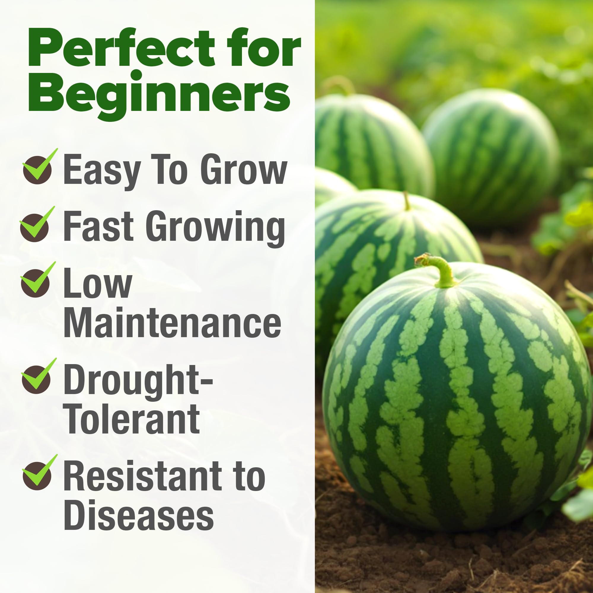 HOME GROWN watermelon plants thriving in a raised bed garden.