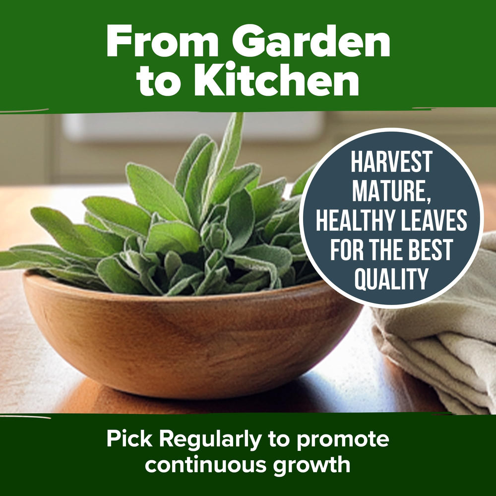 HOME GROWN White Sage seeds make a thoughtful gift for herb lovers