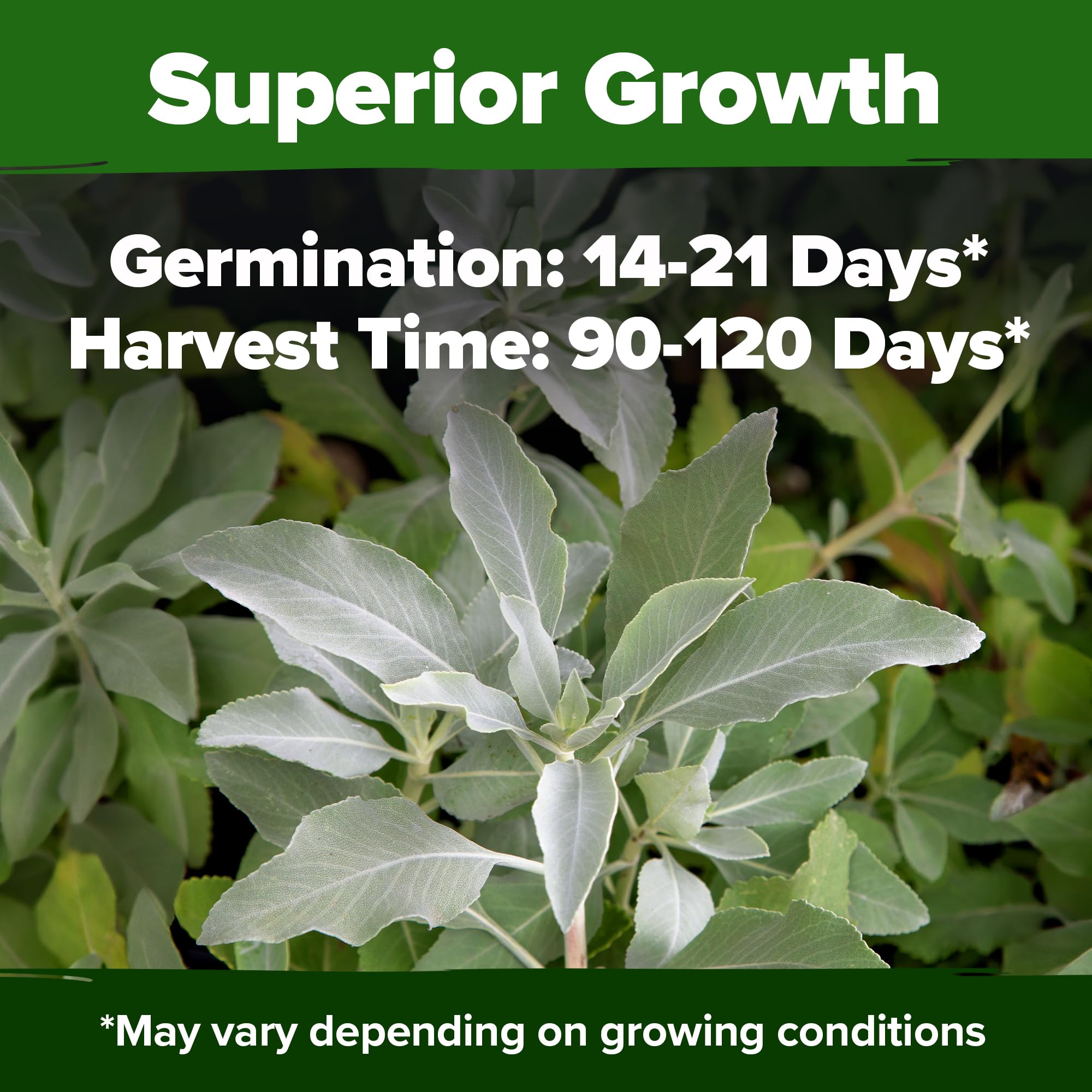 HOME GROWN White Sage leaves ready for harvest for aroma-rich blends and culinary uses