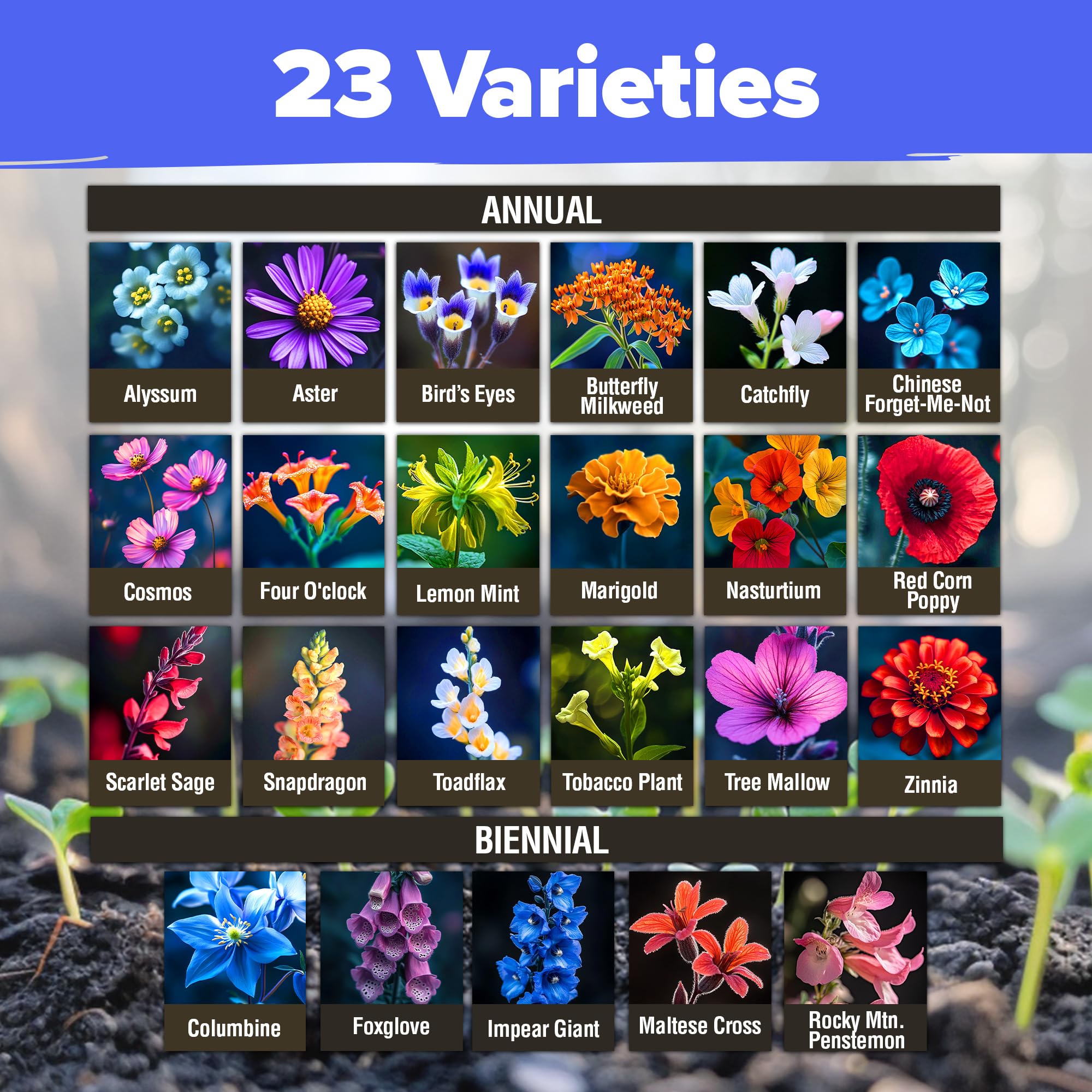 HOME GROWN wildflower butterfly garden setup demonstrates colorful blooms for butterflies