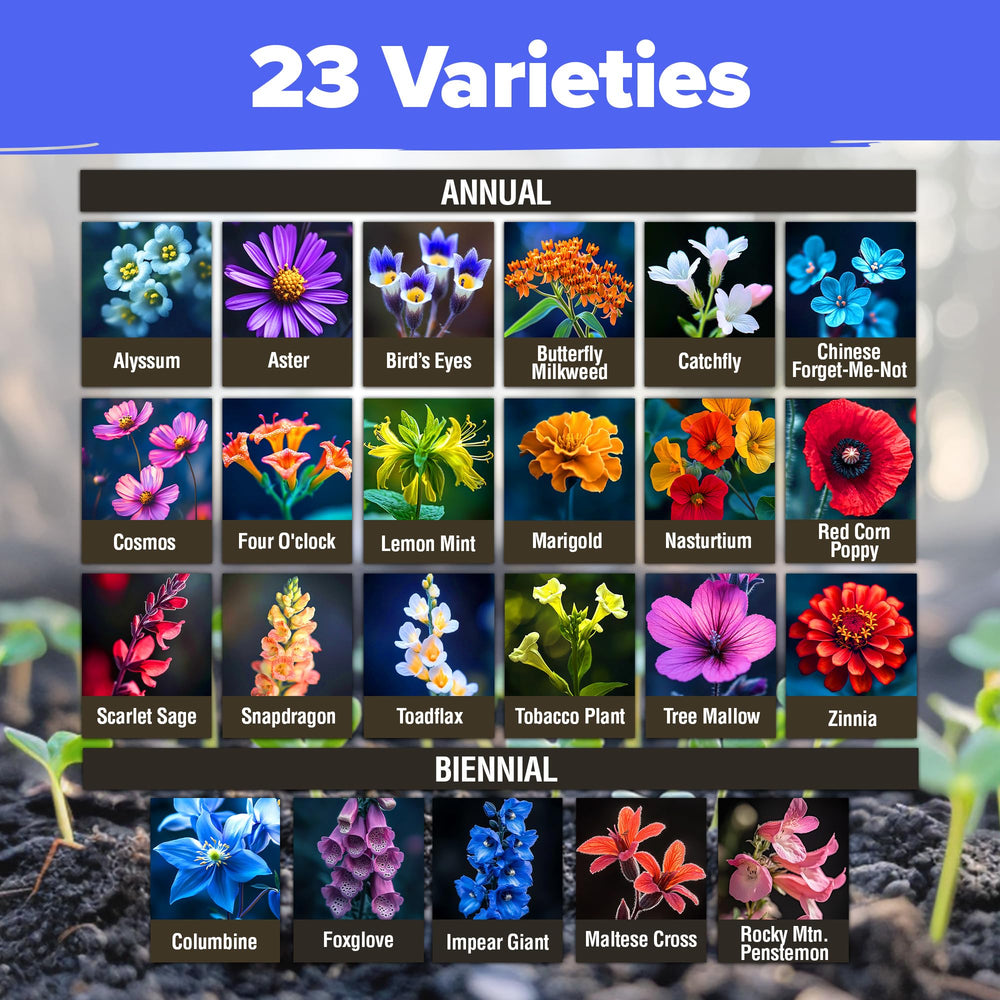 HOME GROWN wildflower butterfly garden setup demonstrates colorful blooms for butterflies