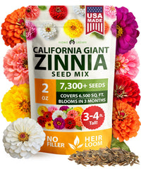 HOME GROWN zinnia California Giant Mix blooms in a rainbow for dramatic garden displays.