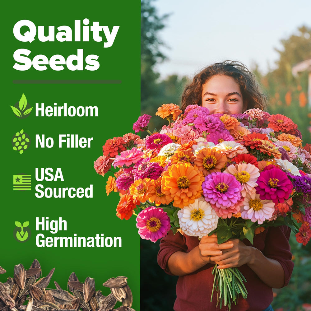 HOME GROWN zinnia California Giant Mix petals are edible for colorful culinary uses.