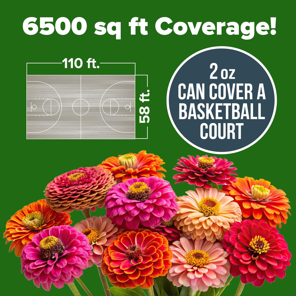 HOME GROWN zinnia California Giant Mix large double blooms provide bold focal points.