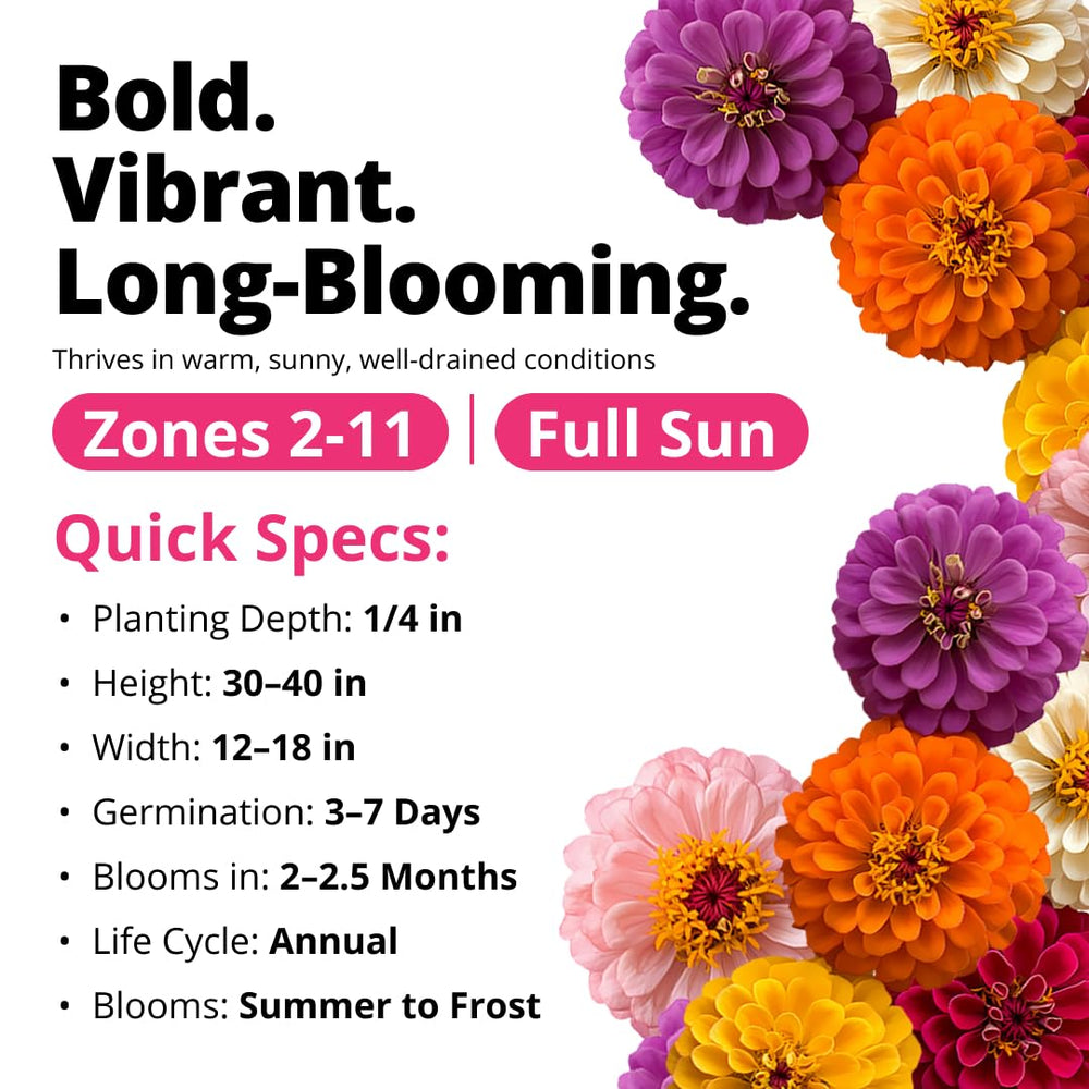 HOME GROWN Zinnia Dahlia seeds pack border planting with bold color to brighten borders