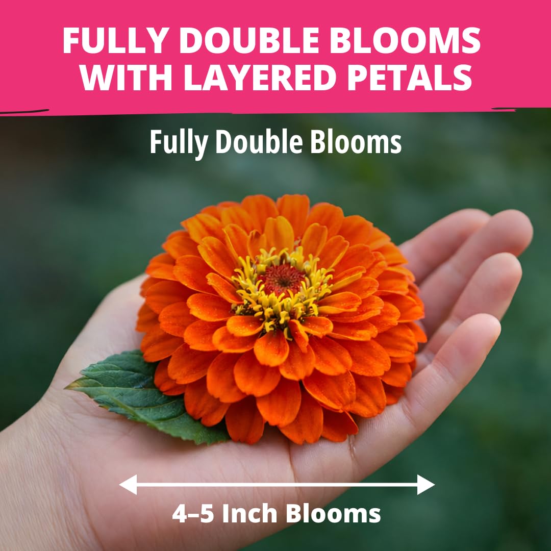 HOME GROWN Zinnia Dahlia seeds pack vibrant color range from white to deep crimson
