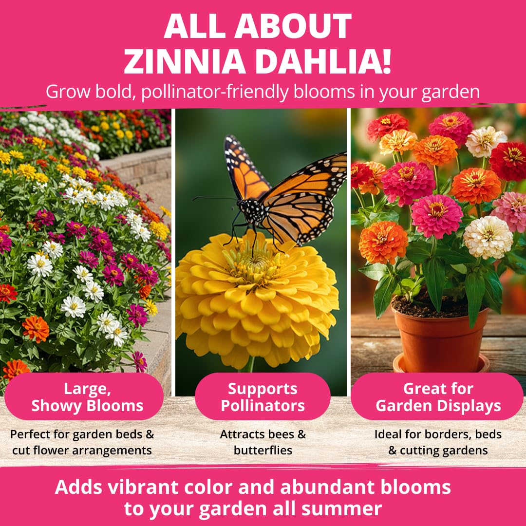HOME GROWN Zinnia Dahlia seeds pack container display with heat-tolerant flowers for small patios