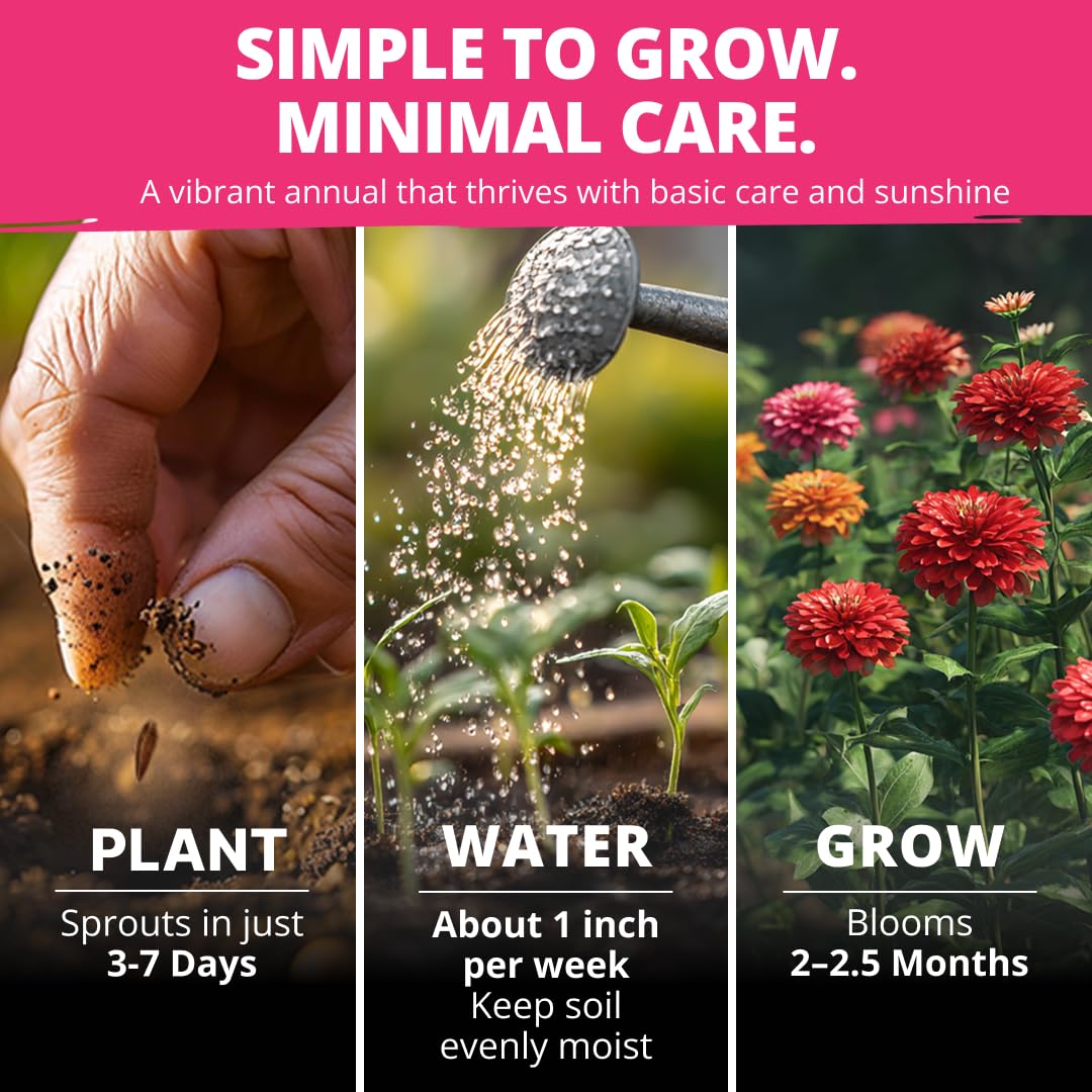 HOME GROWN Zinnia Dahlia seeds pack cut flowers with long vase life for arrangements