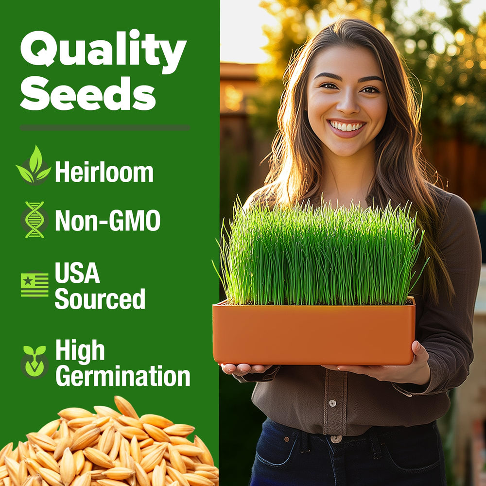 HOME GROWN Hard Red Wheatgrass Seeds pack shown, non-GMO and untreated for reliable sprouts.