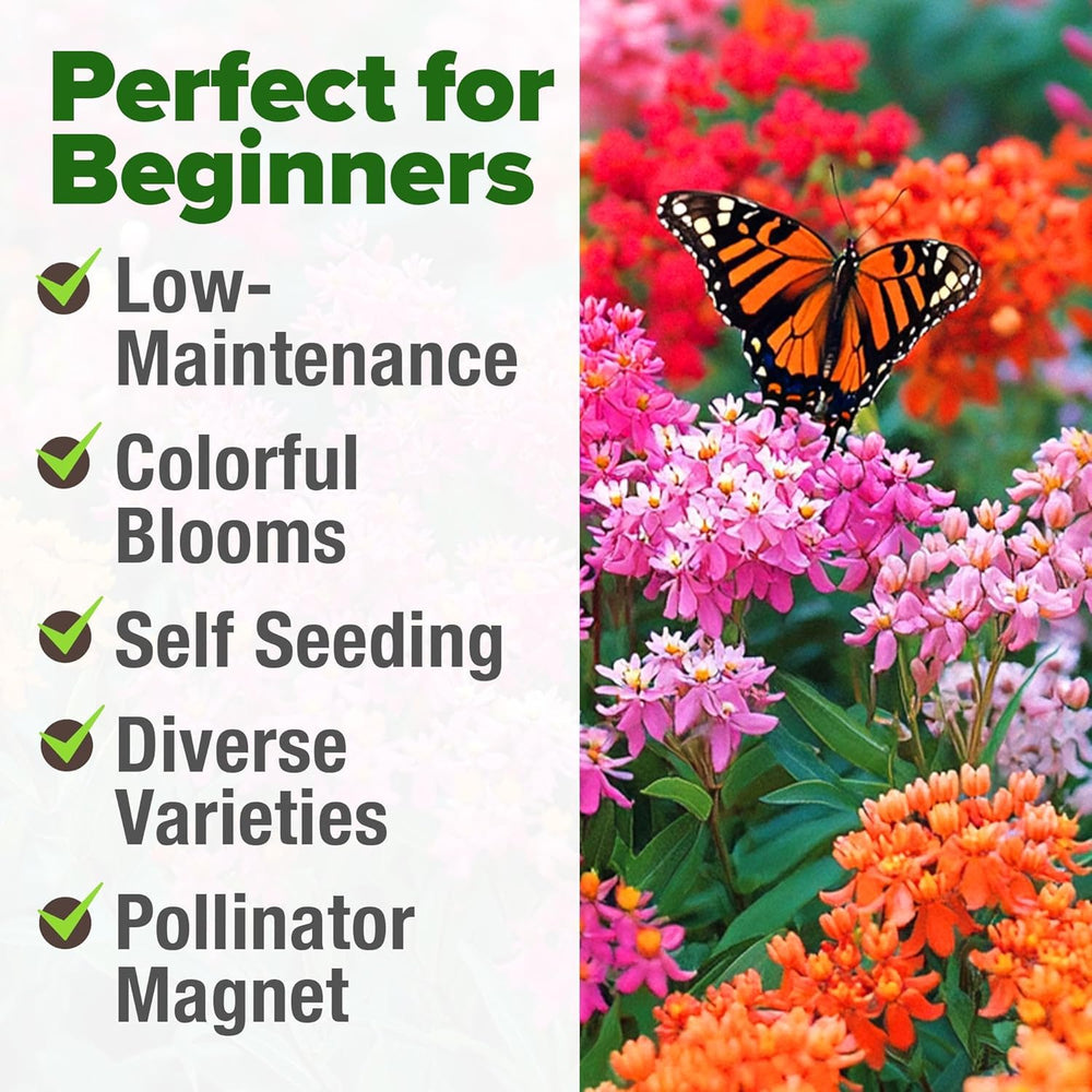 HOME GROWN Pink and Prairie Milkweed rose-toned blooms boost nectar for bees and butterflies.