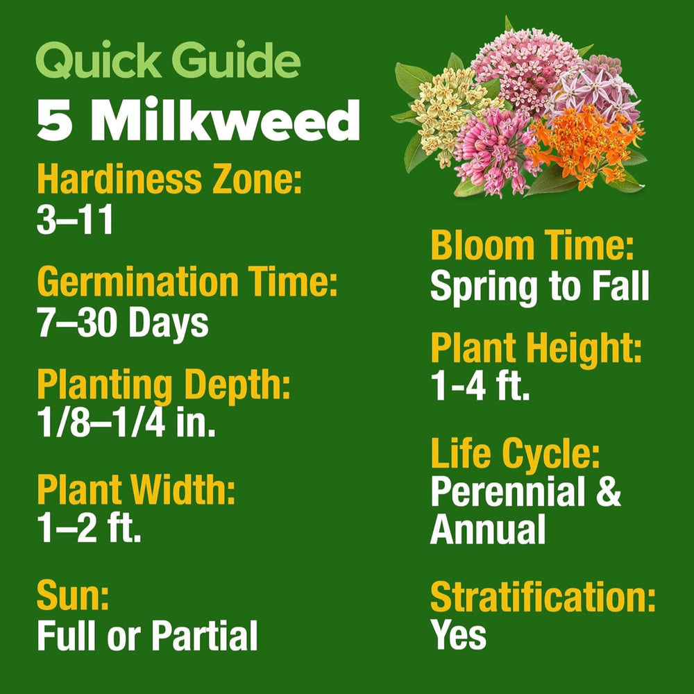 HOME GROWN Swamp Milkweed mauve and white flowers attract honeybees in moist gardens.