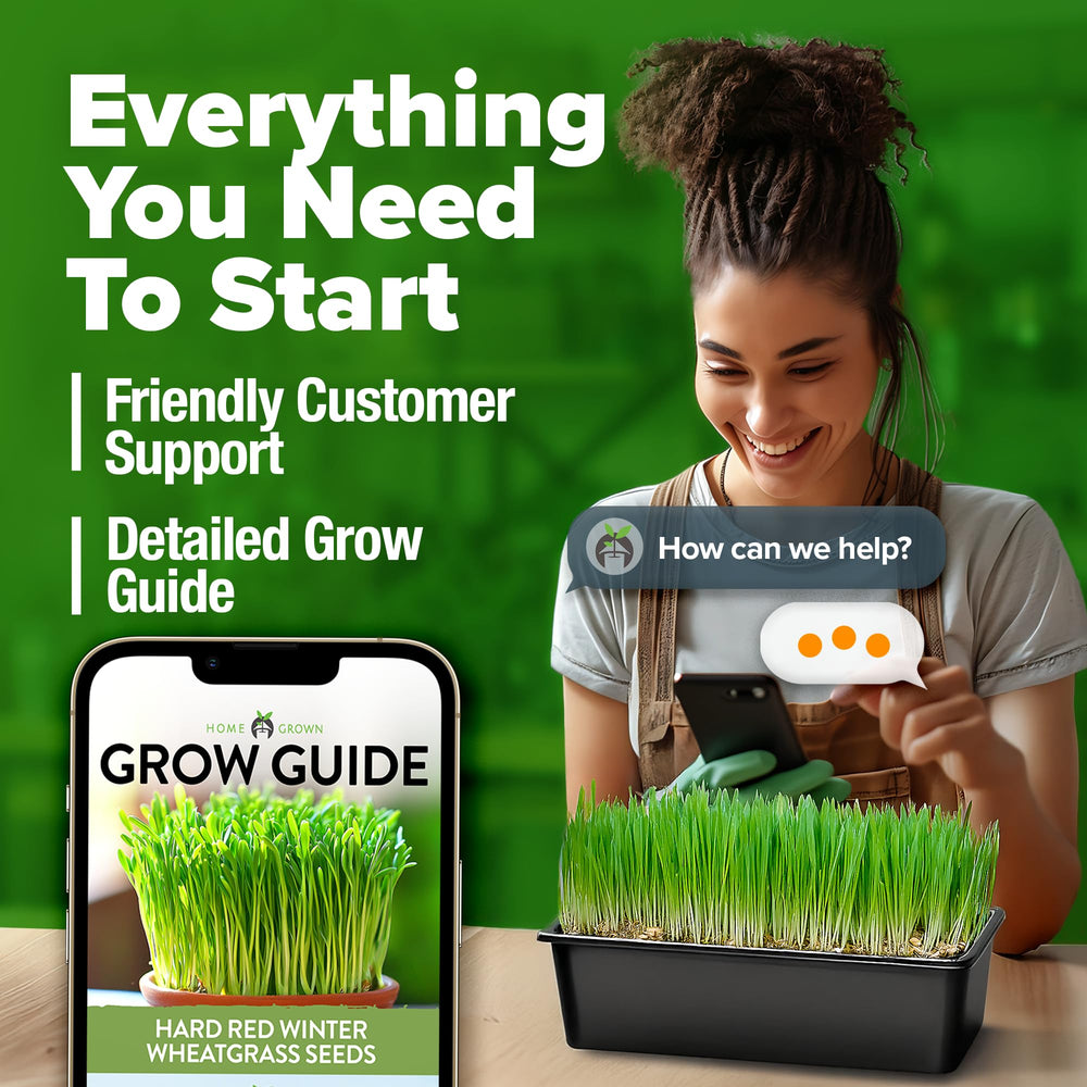 HOME GROWN Decorative wheatgrass greens bundle enhances indoor décor.