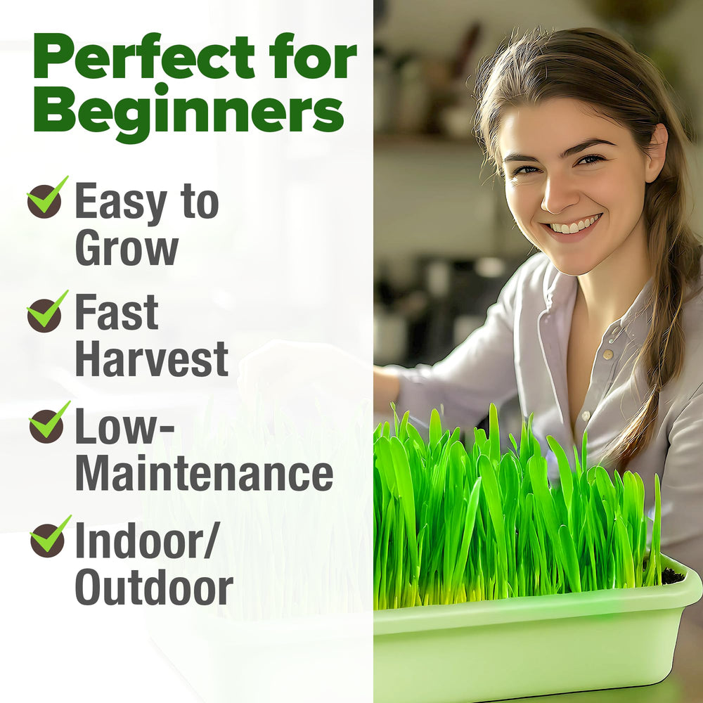 HOME GROWN Indoor tray with wheatgrass in progress for easy home growing.