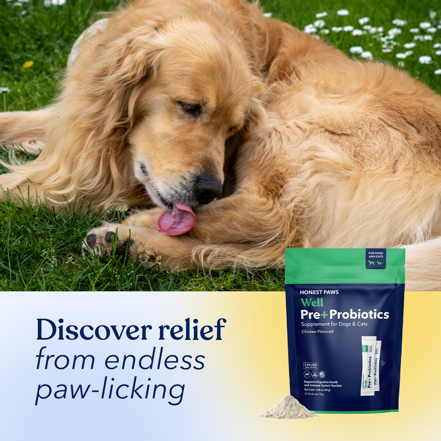 Honest Paws probiotic powder supports digestive balance in dogs.