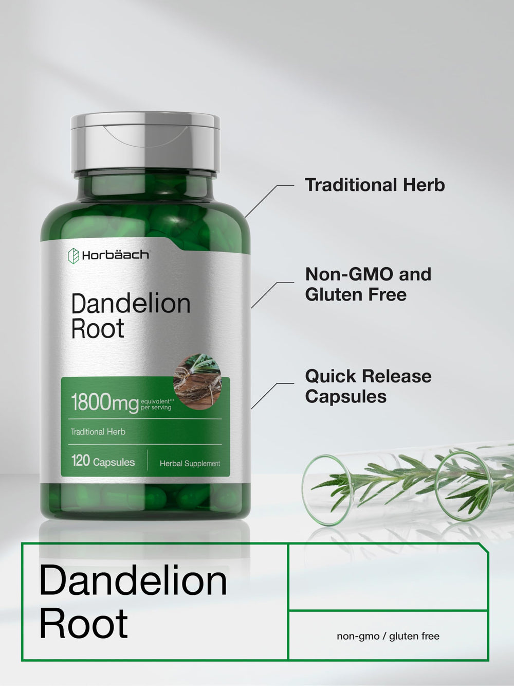 Dandelion plant illustration signals Taraxacum officinale heritage used in the formula.