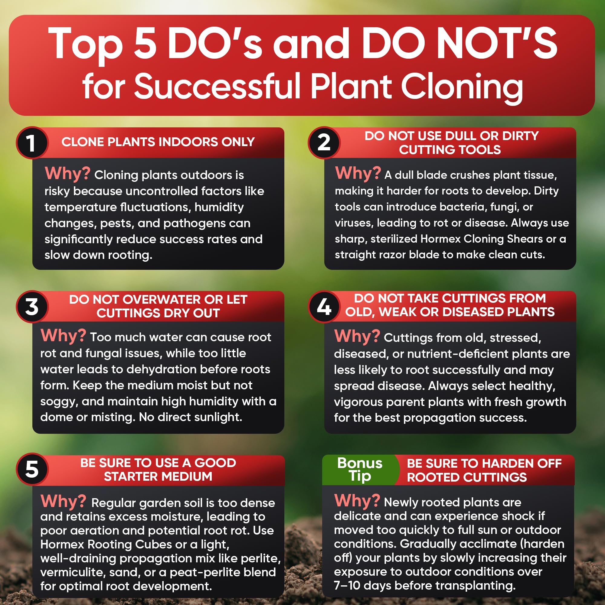 Using Hormex powder in soil or rockwool for cloning