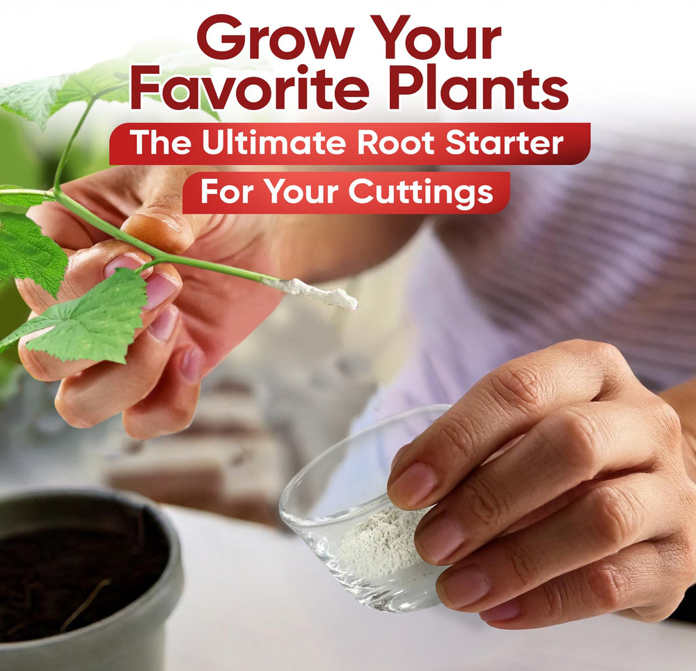 Hardwood cutting with Hormex powder applied for rooting