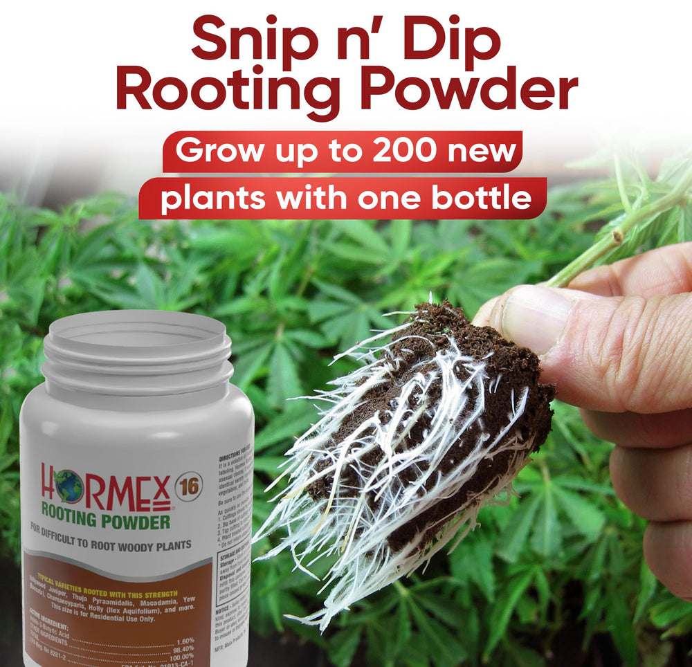 Propagation cube setup with Hormex powder and cutting