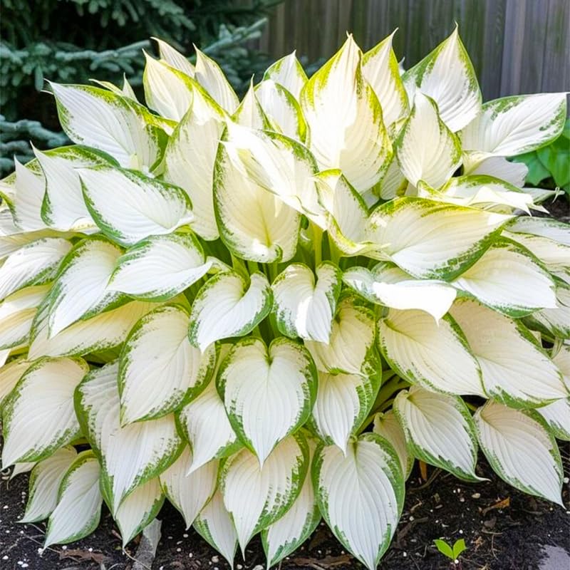 Hosta seeds offer variegated patterns for garden drama.