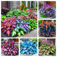 Hosta seeds mixed color packet close-up for shade-ready variety