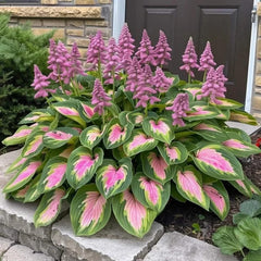 Hosta seeds mixed color planting in soil for garden setup
