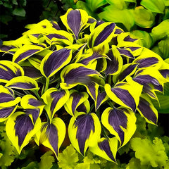 Hosta seeds mixed color in pots on a balcony for shade