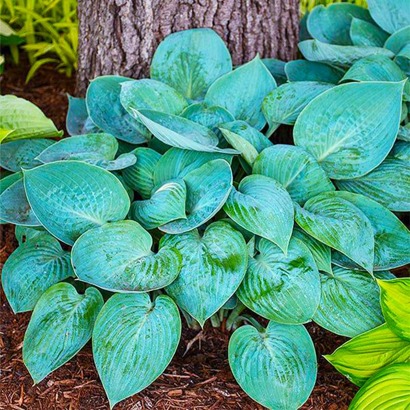Hosta seeds mixed color thriving in a lush shade garden